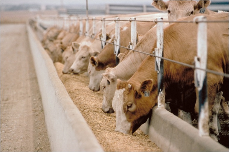 MUSTAFA FEED 10T/H FEED MİLL- BAGHDAD